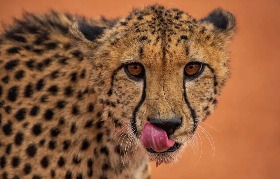 Namibia_Bagadelle_18.jpg