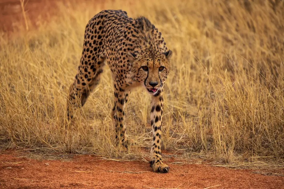 Namibia_Bagadelle_22.jpg