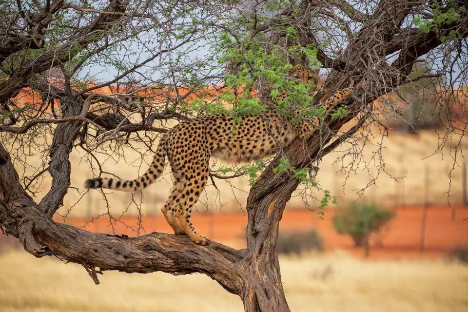 Namibia_Bagadelle_29.jpg