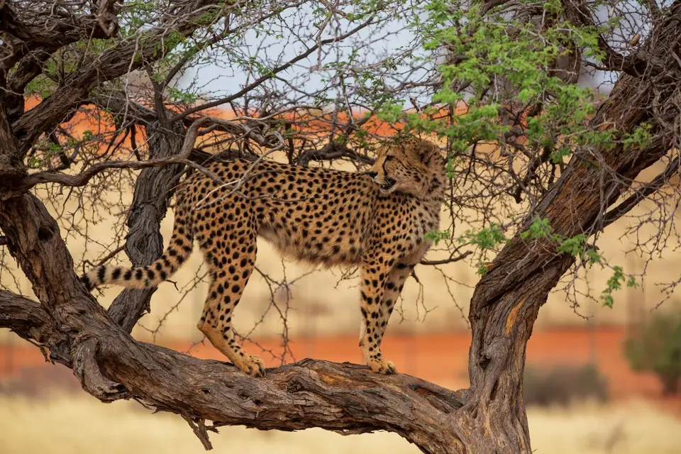 Namibia_Bagadelle_32.jpg