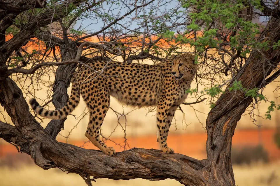 Namibia_Bagadelle_35.jpg