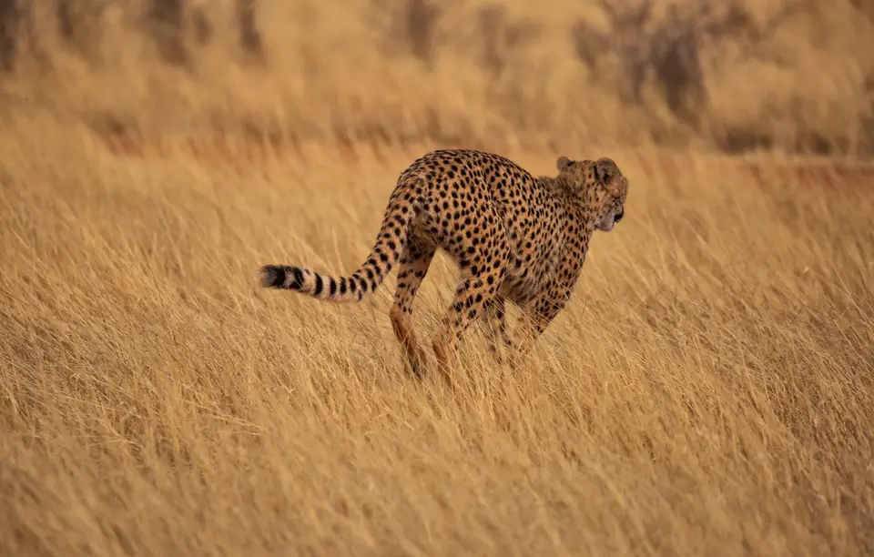 Namibia_Bagadelle_37.jpg