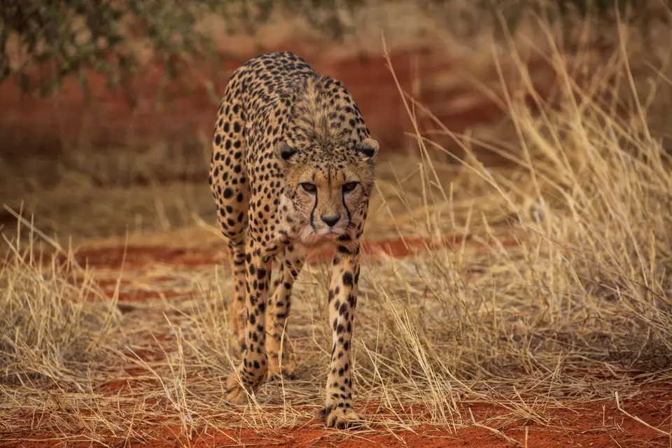 Namibia_Bagadelle_47.jpg