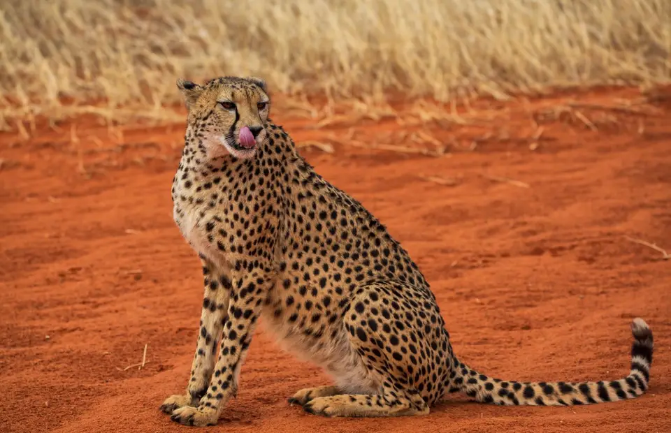 Namibia_Bagadelle_52.jpg