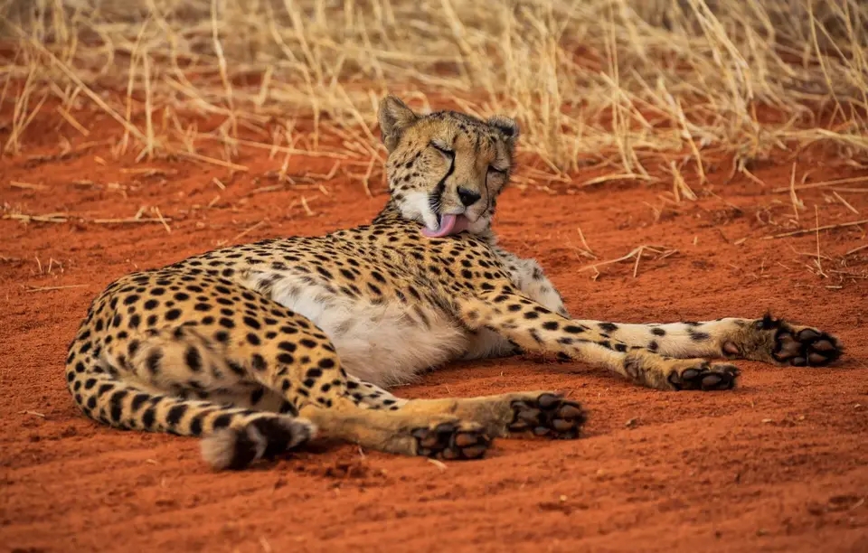 Namibia_Bagadelle_62.jpg