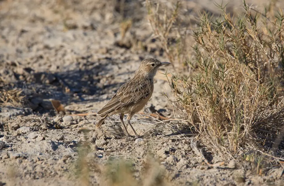 Namibia_Etosha_032.jpg