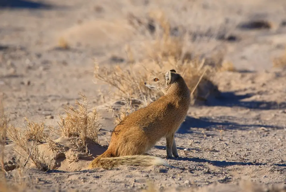 Namibia_Etosha_037.jpg