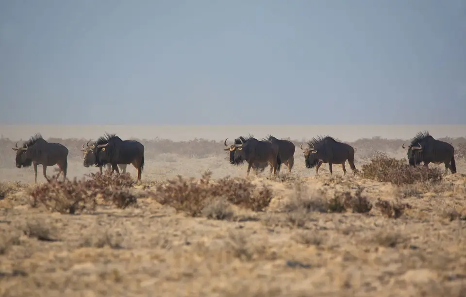 Namibia_Etosha_048.jpg