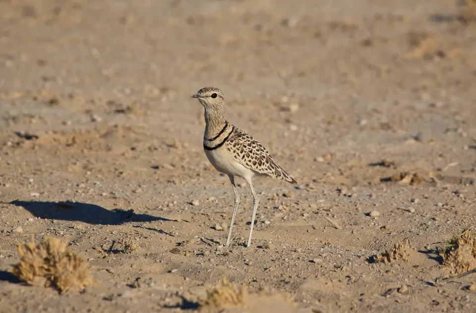 Namibia_Etosha_064.jpg