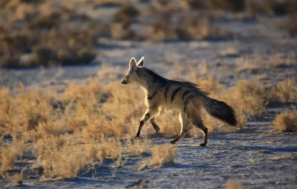 Namibia_Etosha_070.jpg