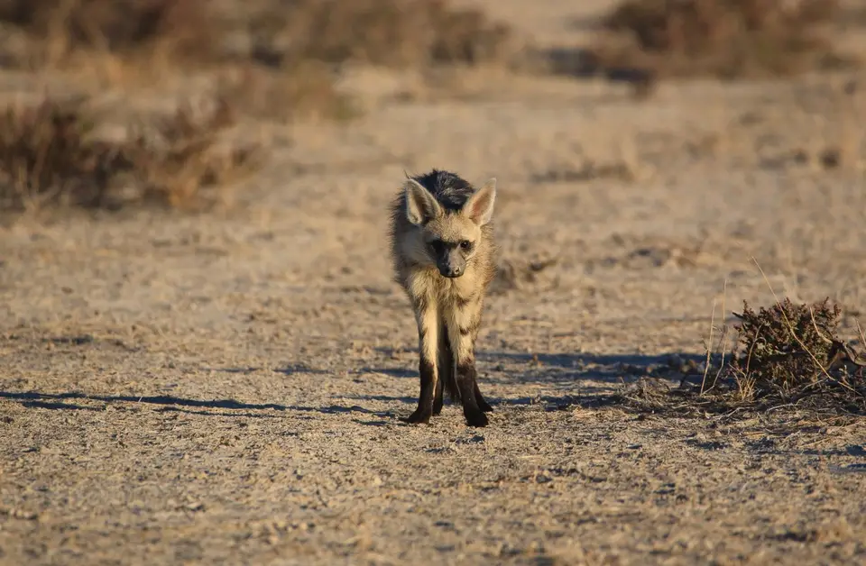 Namibia_Etosha_072.jpg