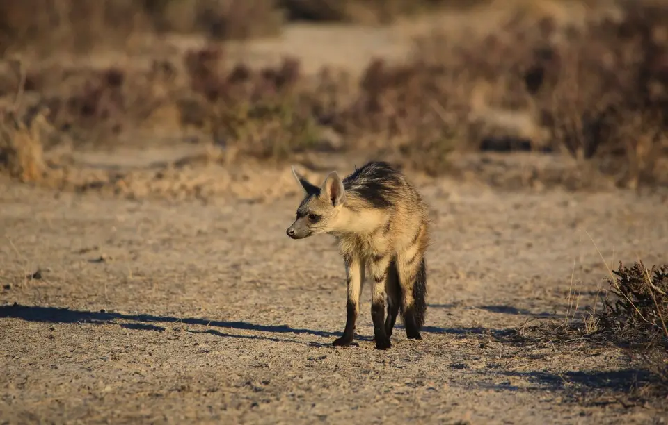 Namibia_Etosha_075.jpg