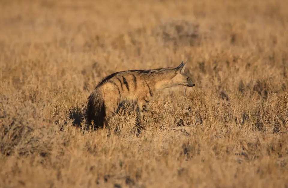 Namibia_Etosha_080.jpg