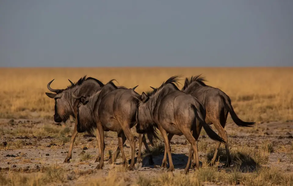 Namibia_Etosha_1000.jpg