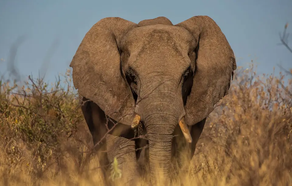 Namibia_Etosha_1002.jpg