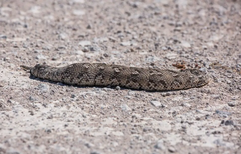 Namibia_Etosha_1013.jpg
