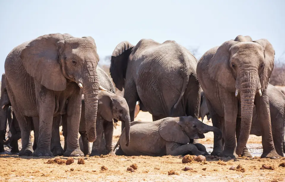 Namibia_Etosha_1025.jpg