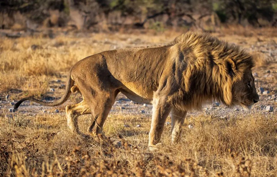 Namibia_Etosha_1087.jpg