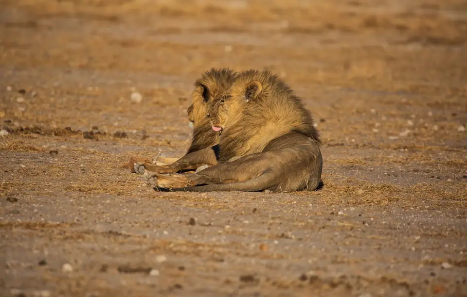 Namibia_Etosha_1097.jpg