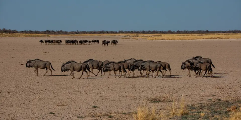 Namibia_Etosha_1156.jpg