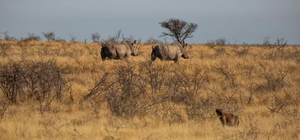 Namibia_Etosha_1173.jpg