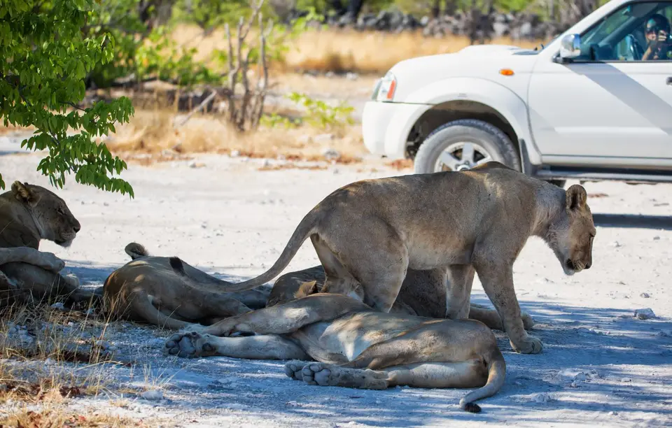 Namibia_Etosha_1183.jpg