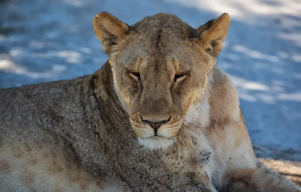 Namibia_Etosha_1184.jpg