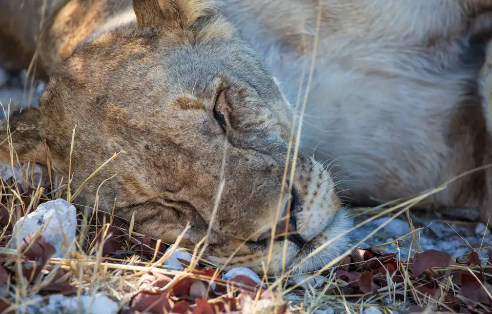 Namibia_Etosha_1191.jpg