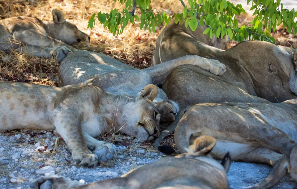 Namibia_Etosha_1199.jpg