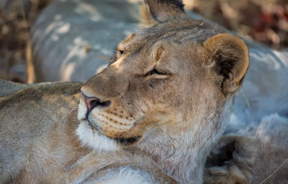 Namibia_Etosha_1201.jpg
