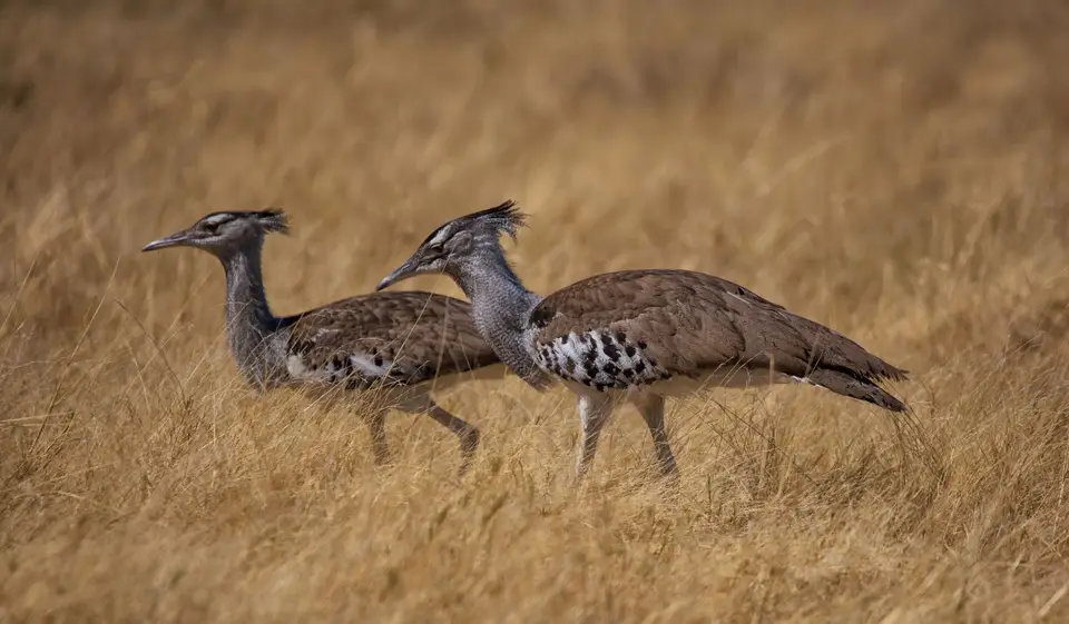 Namibia_Etosha_1203.jpg