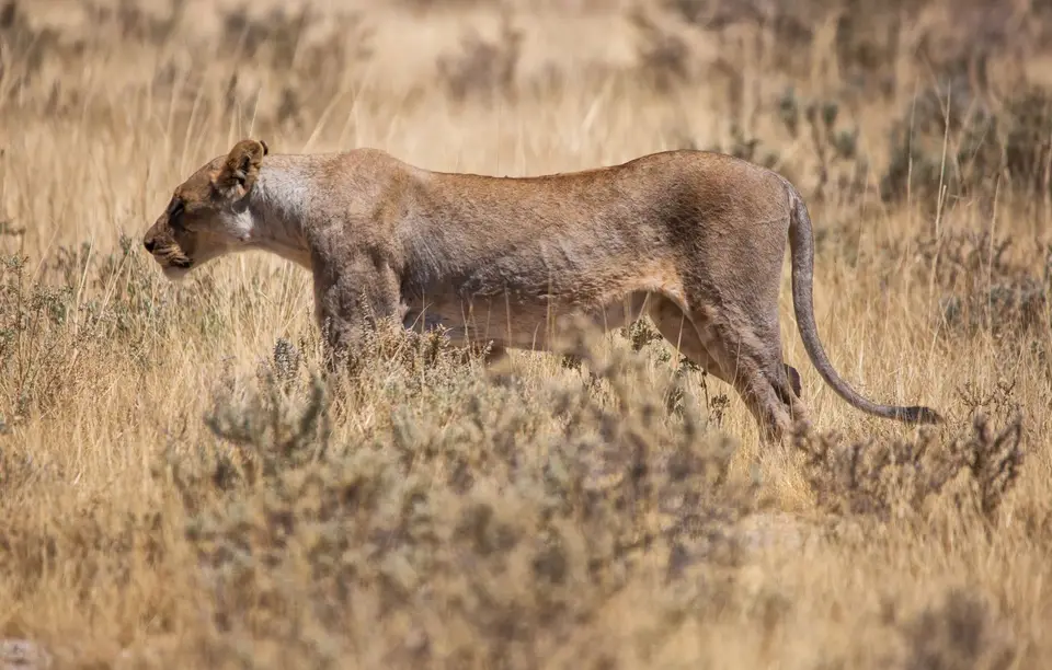 Namibia_Etosha_1220.jpg