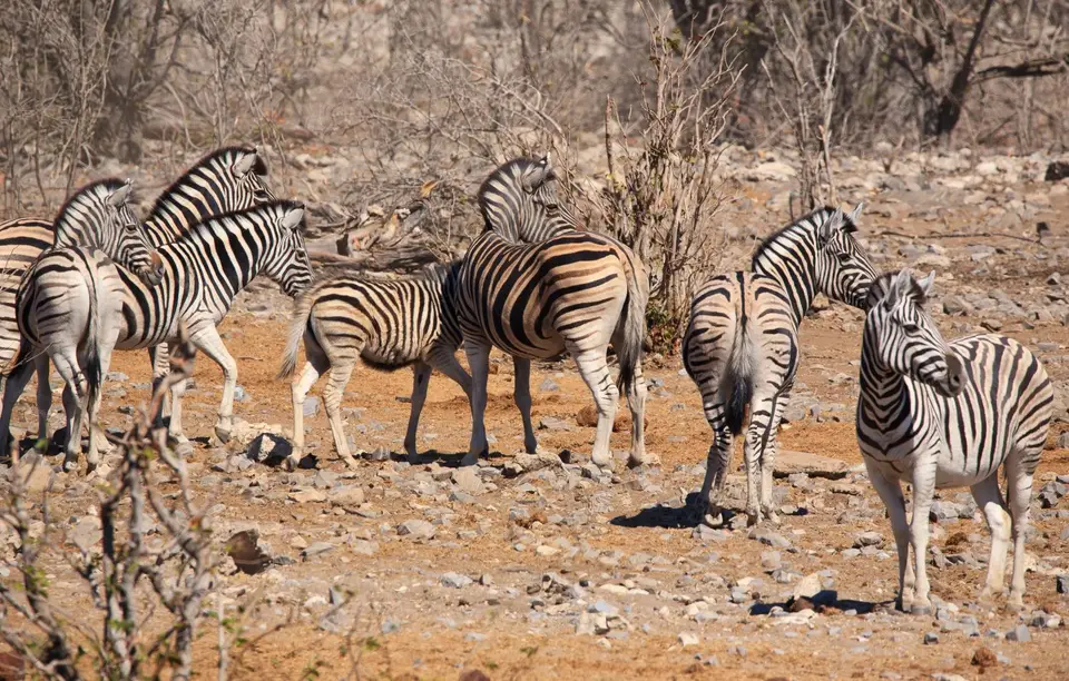 Namibia_Etosha_146.jpg