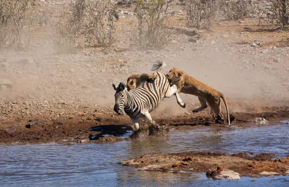 Namibia_Etosha_161.jpg