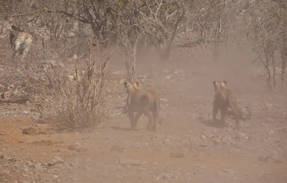 Namibia_Etosha_166.jpg