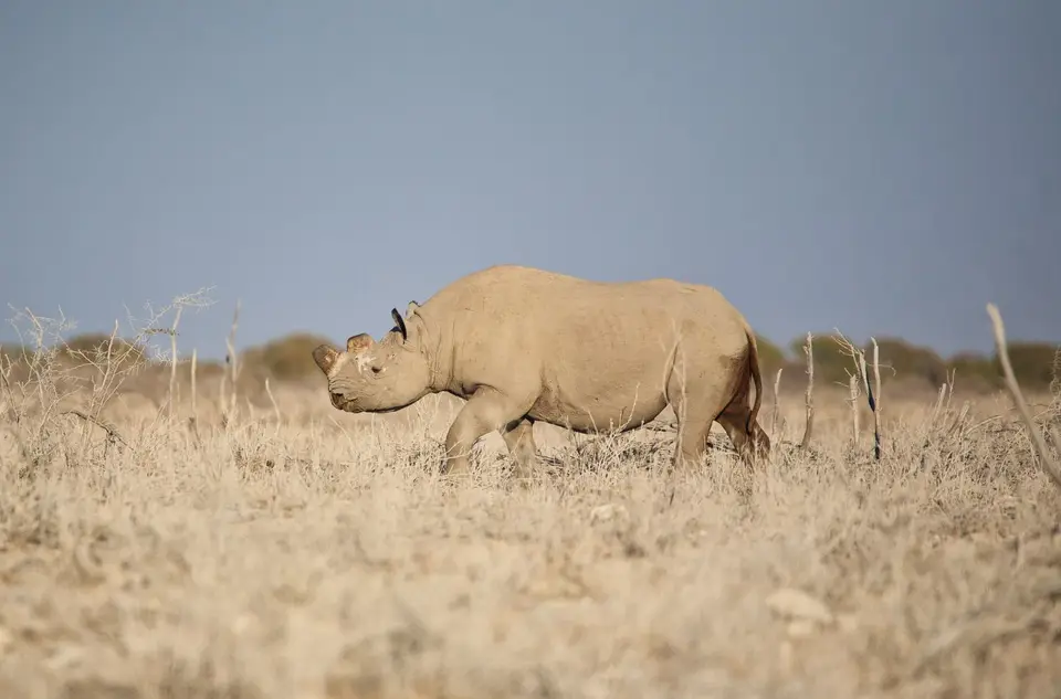 Namibia_Etosha_196.jpg