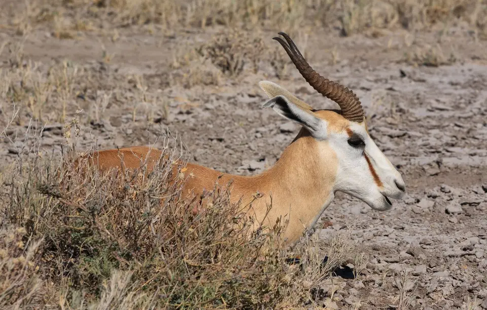 Namibia_Etosha_215.jpg