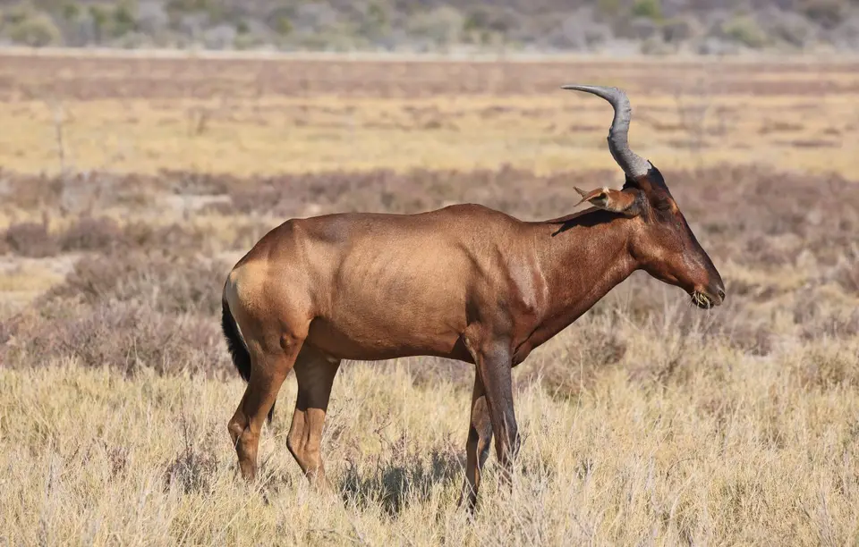 Namibia_Etosha_218.jpg