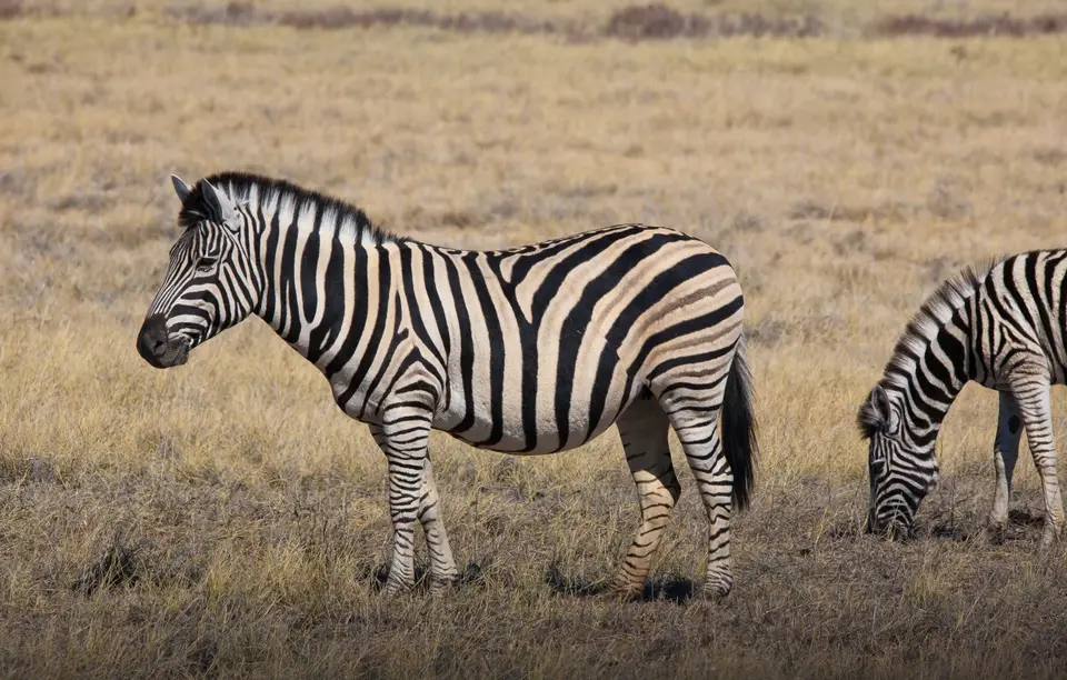 Namibia_Etosha_222.jpg