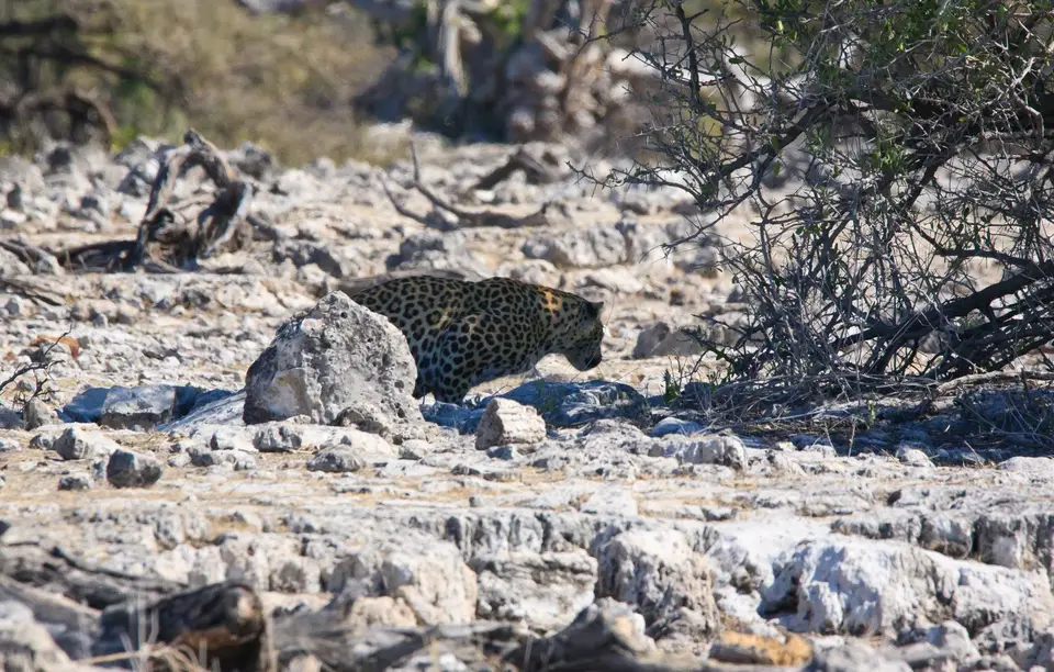 Namibia_Etosha_257.jpg