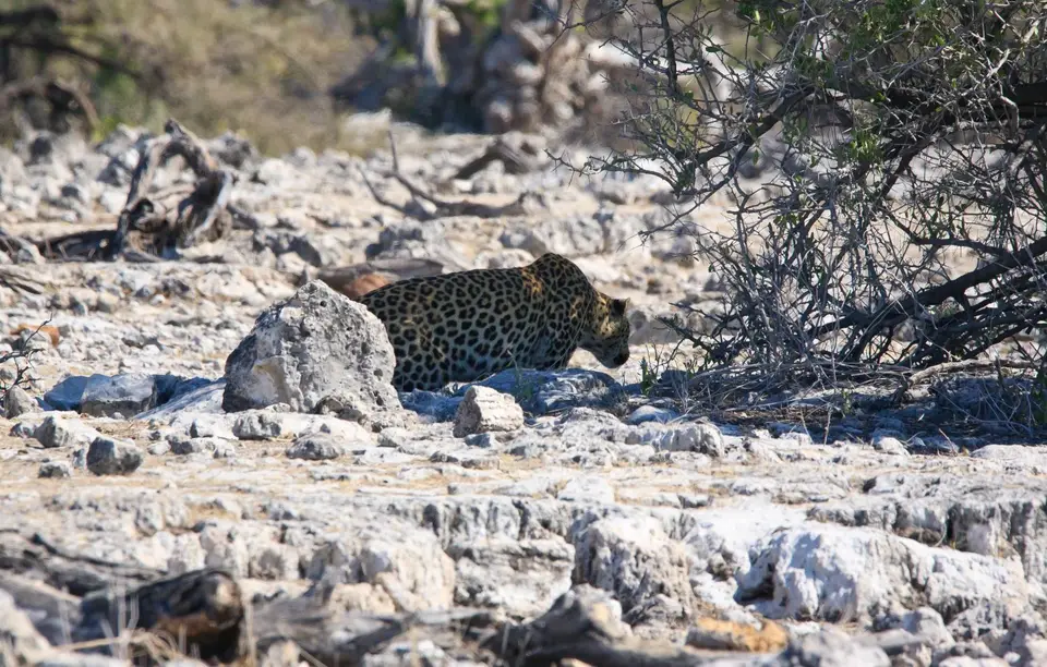 Namibia_Etosha_258.jpg