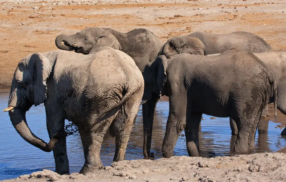 Namibia_Etosha_268.jpg