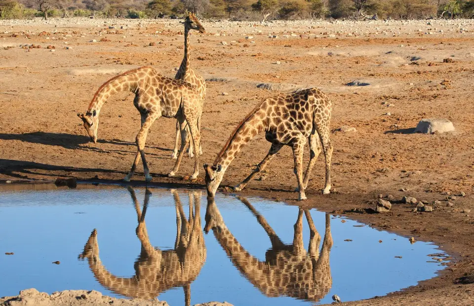 Namibia_Etosha_312.jpg