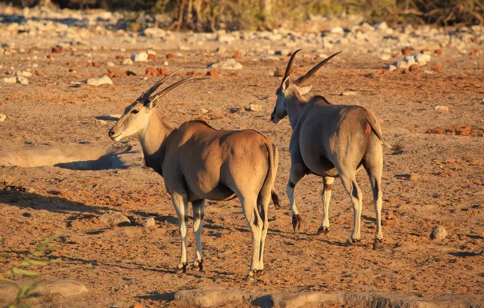 Namibia_Etosha_335.jpg