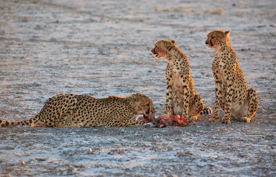 Namibia_Etosha_357.jpg