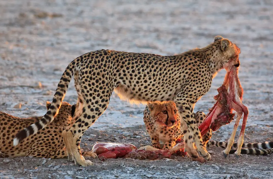 Namibia_Etosha_367.jpg