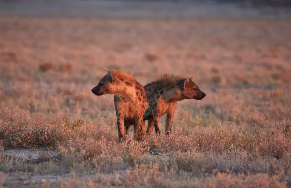 Namibia_Etosha_372.jpg