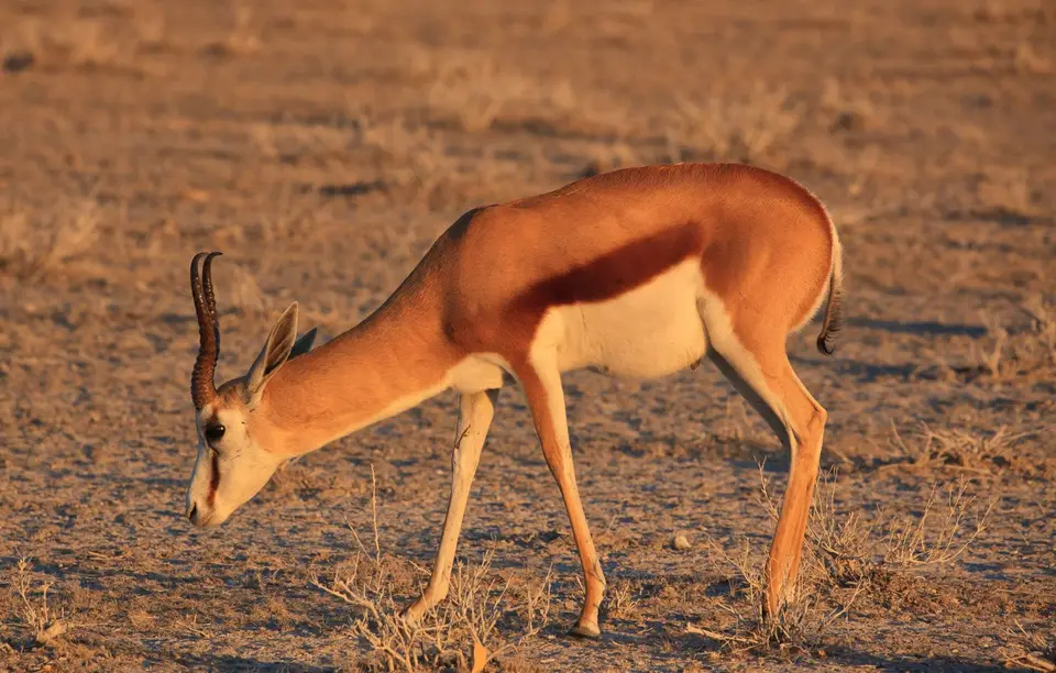 Namibia_Etosha_379.jpg