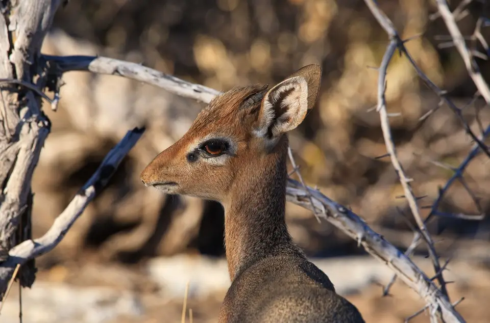 Namibia_Etosha_394.jpg