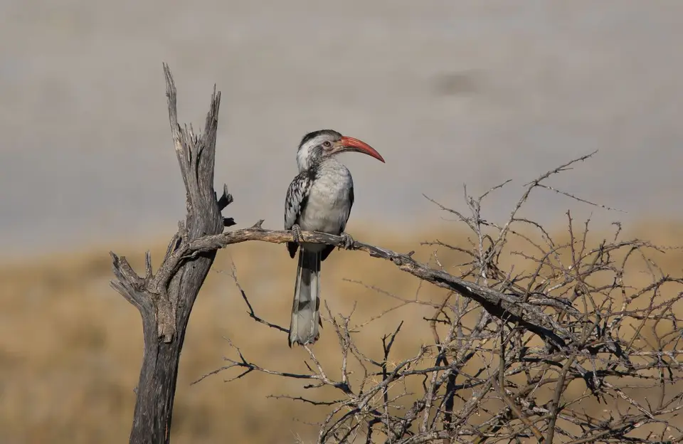 Namibia_Etosha_405.jpg